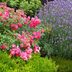 The Top 10 Best Companion Plants for Roses