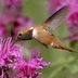 The Top 10 Hummingbird Wildflowers to Grow