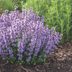 Will a Catmint Plant Attract Cats to the Garden?