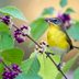 14 Ways to Create a Bird-Friendly Garden and Yard