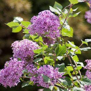 Bloomerang Purple Syringa 8801 lilac bush not blooming