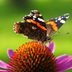 Transform Your Yard Into a Butterfly Migration Hotspot