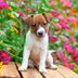 The Ultimate Guide to a Dog Friendly Backyard