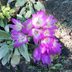 Plant Autumn Crocus for Late-Season Blooms