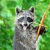 4 Ways to Raccoon-Proof Your Bird Feeder