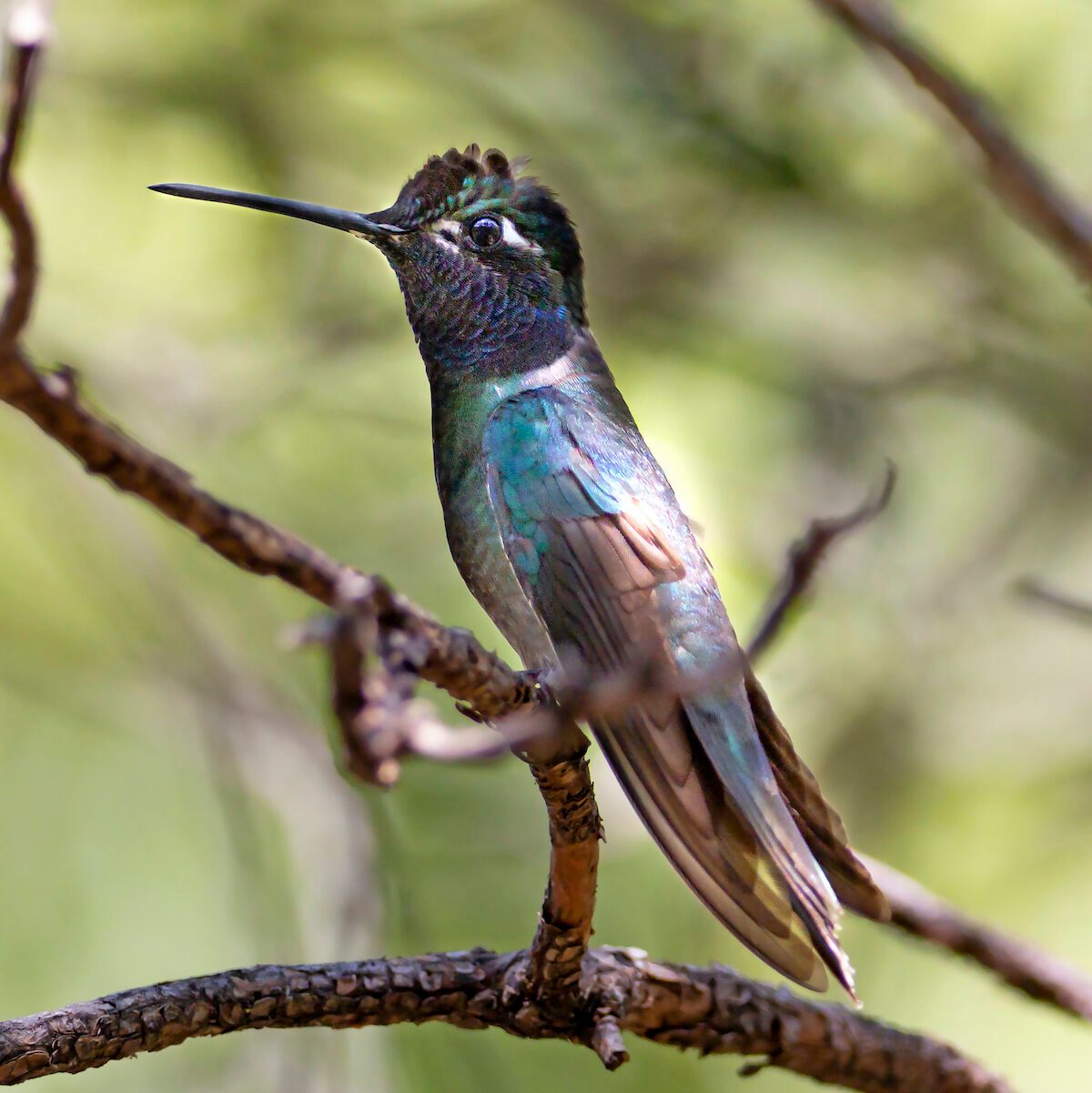 Meet the Magnificent Rivoli’s Hummingbird