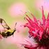 Sphinx Moths, the Stars of the Evening Garden