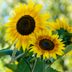 30 Sunflower Pictures That Radiate Beauty