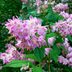 Ask the Experts: Deutzia Shrub Care