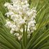 Yucca Plant Care and Growing Tips