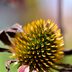 How to Grow Coneflowers From Seeds