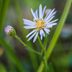 Add Native Climbing Aster to Your Pollinator Garden