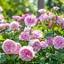 Top 10 Fragrant Roses to Perfume Your Garden