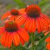 Add Plants With People's Names to Your Garden