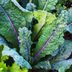 Cool Weather Vegetables to Grow in Fall