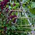 Grow a Vertical Vegetable Garden to Save Space