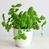 12 Houseplants Youâ€™ll Probably Regret