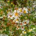 How to Grow and Care for Heath Aster Plants