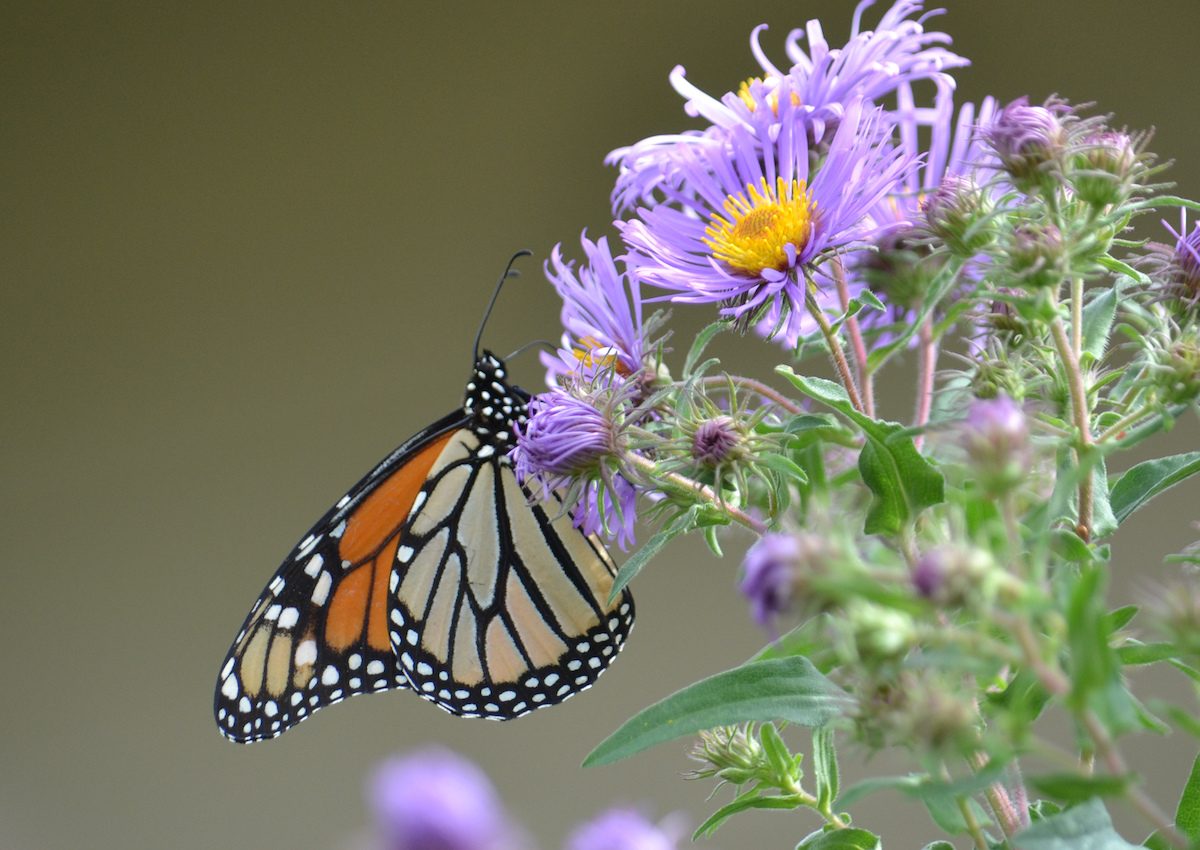 Monarch Butterfly Flowers You Should Grow