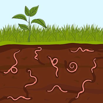 earthworm facts Pink Earthworms In Garden Soil. Ground Cutaway With Worms. Farming And Agriculture. Hand Drawn Vector Illustration.