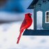 How to Do Winter Birding Right