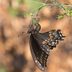 Butterfly Eggs: Where Do Caterpillars Come From?