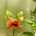 Meet the Bright, Buttery Cloudless Sulphur Butterfly