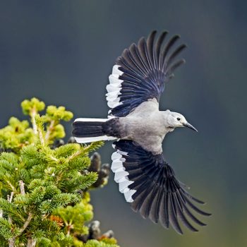 Adult Clark's nutcracker taking flight