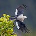 How to Identify a Clark's Nutcracker