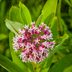 Top 10 Types of Milkweed to Support Monarch Butterflies