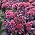 Grow a Sweet Treat With Chocolate Fountain Sedum