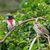 5 Types of Grosbeak Birds You Should Know