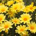 Top 10 Dazzling Types of Daisies You Should Grow