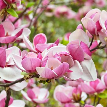 small flowering trees