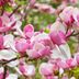 Top 10 Small Flowering Trees for Your Yard