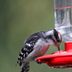 Is That a Woodpecker at a Hummingbird Feeder?