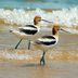 Quiz: How Many Shorebirds Can You Identify?