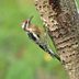 Where Do Woodpeckers Migrate in Winter?