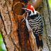 Look for the Nuttall's Woodpecker in California