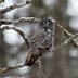 Go Up North to See a Great Gray Owl