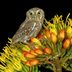 The Elf Owl Is the Smallest Owl in the World