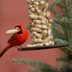 Peanuts in the Shell vs. Shelled Peanuts for Birds