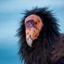 10 Fascinating California Condor Facts You Should Know