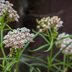 Narrowleaf Milkweed Care and Growing Tips