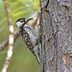 How to Identify a Red-Cockaded Woodpecker