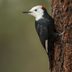 All About the White-Headed Woodpecker