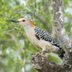 Meet the Gorgeous Golden-Fronted Woodpecker