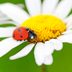 The Lowdown on Ladybugs: Beneficial Beetle Facts