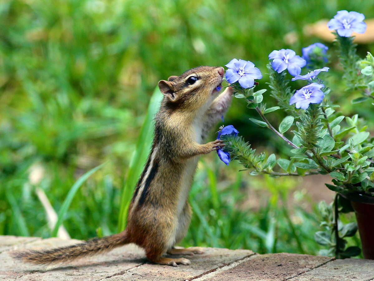 Get Rid of Chipmunks and Keep Them Out of Your Garden