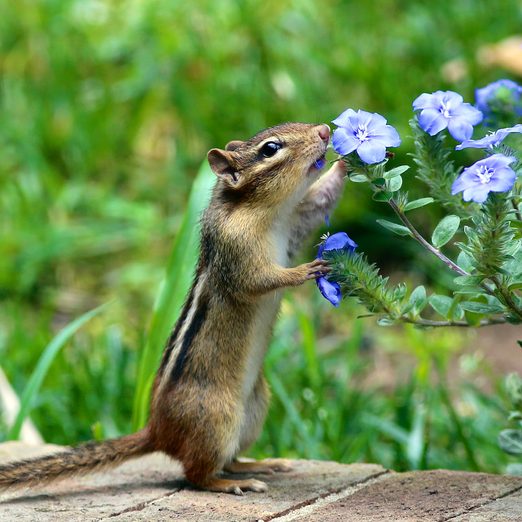 get rid of chipmunks